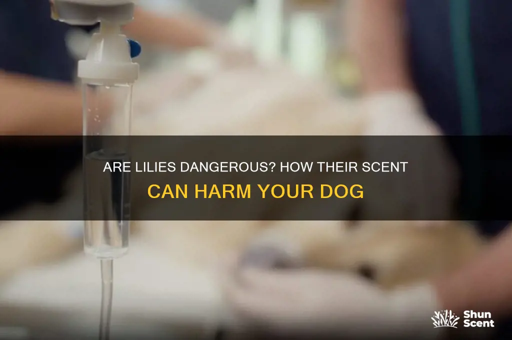 can scent of lilies be harm dogs