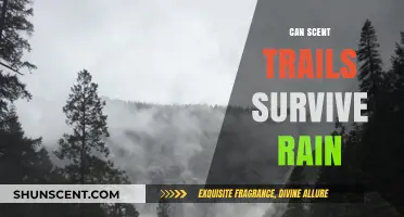 Do Scent Trails Survive Rain? Exploring Canine Olfactory Resilience