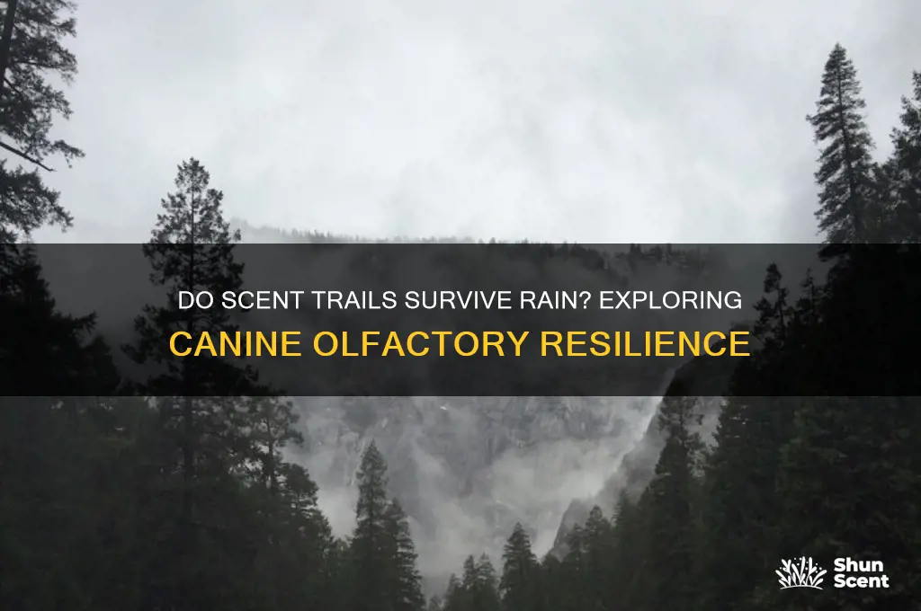 can scent trails survive rain