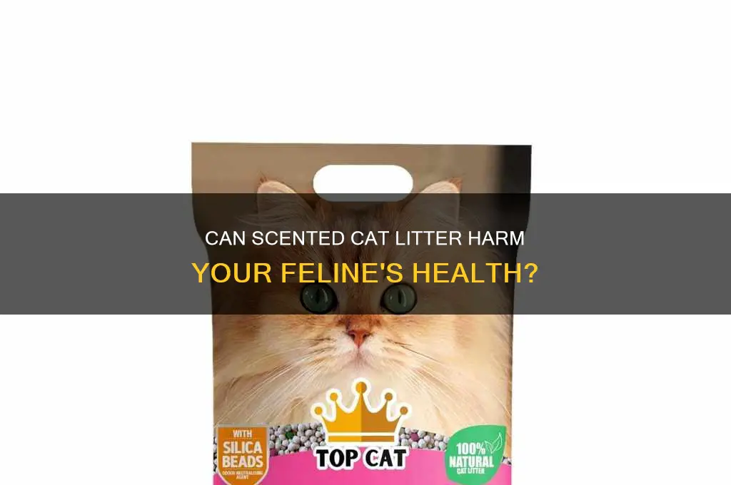 can scented cat litter make cats sick