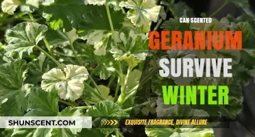 Winter Survival Guide: Can Scented Geraniums Endure Cold Months?