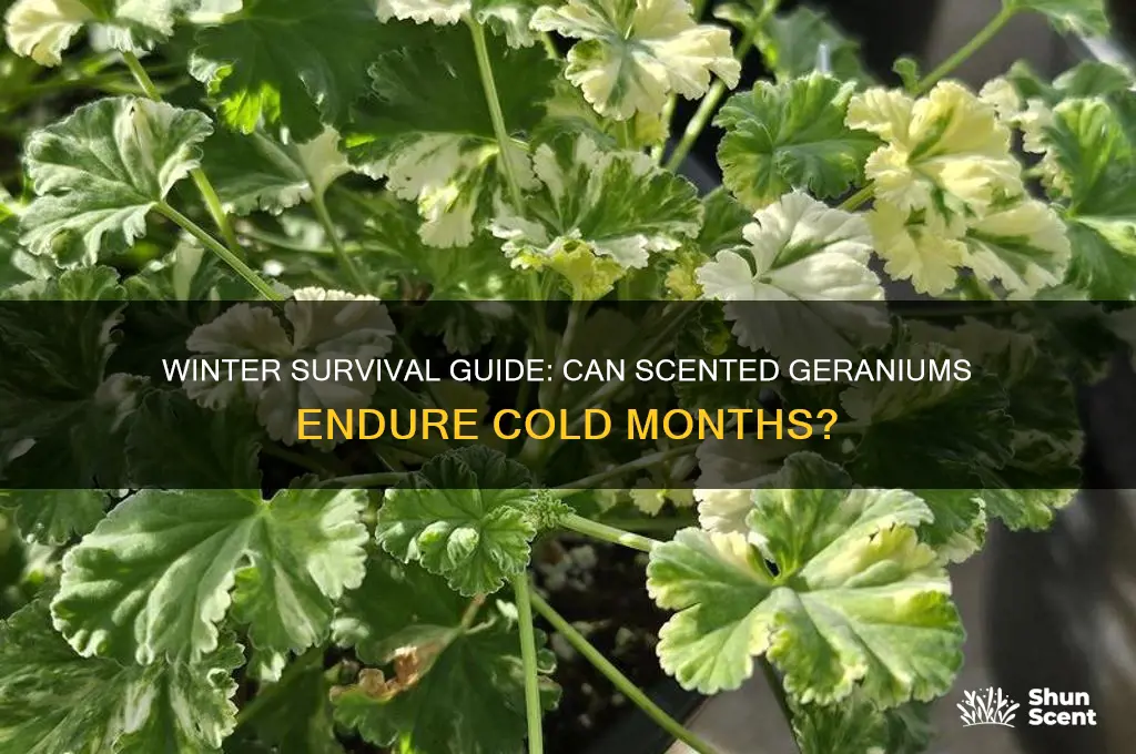 can scented geranium survive winter