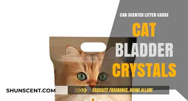 Scented Cat Litter: A Hidden Cause of Bladder Crystals?