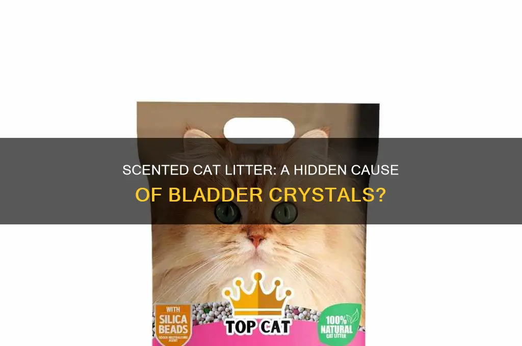 can scented litter cause cat bladder crystals