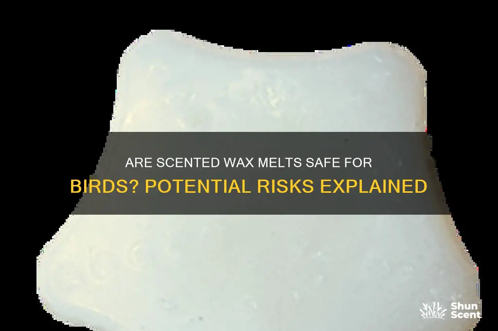can scented wax melts harm birds