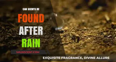 The Science Behind Petrichor: Can Scents Be Found After Rain?