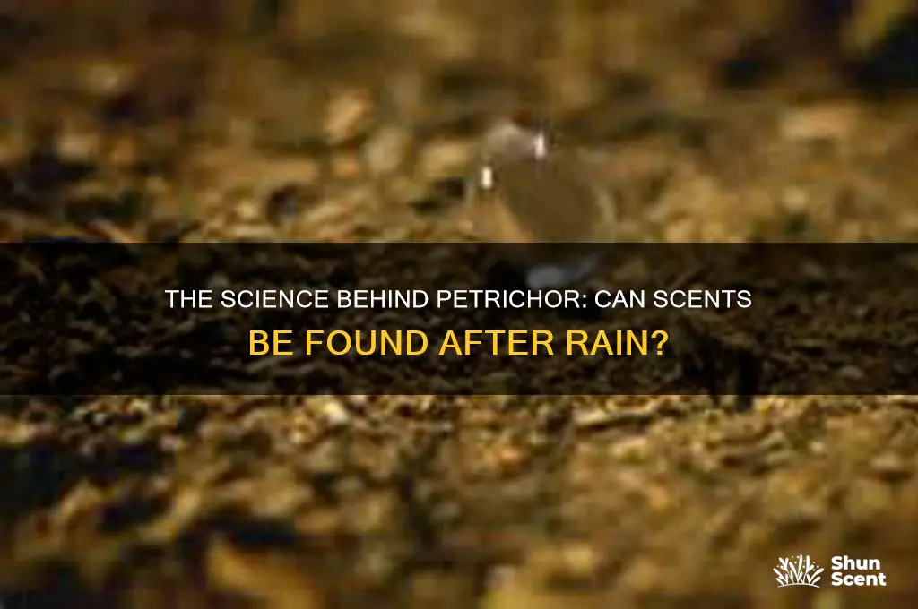 can scents be found after rain
