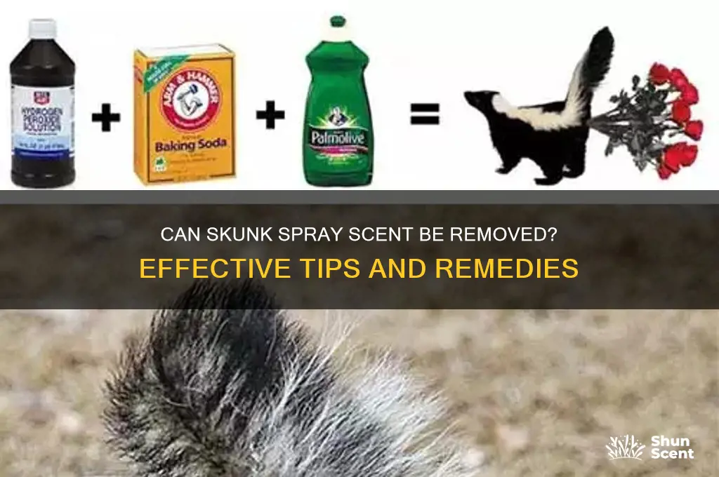 can skunk spray scent