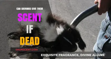 Do Dead Skunks Still Spray? Uncovering the Truth About Their Scent