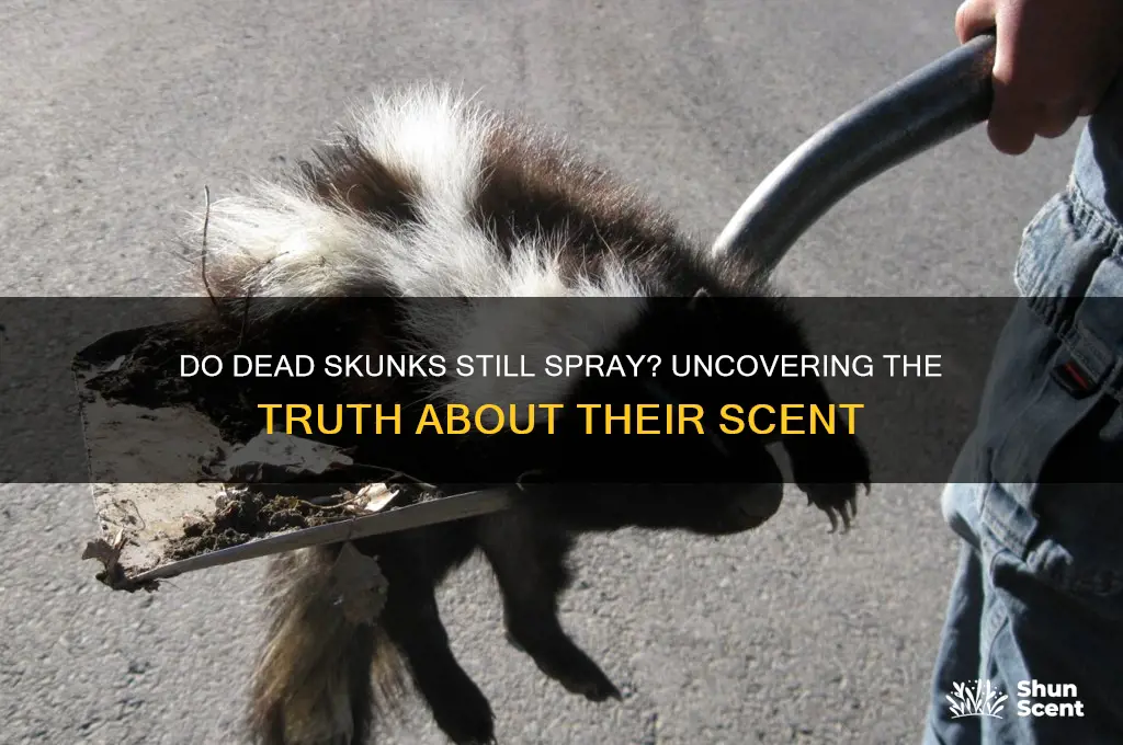 can skuunks give their scent if dead