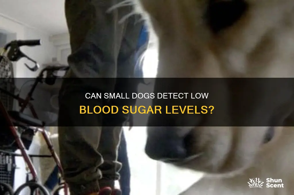 can small dogs scent train blood sugar levels