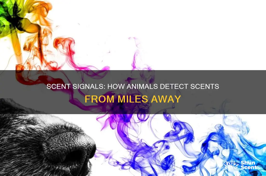can smell your scent for miles