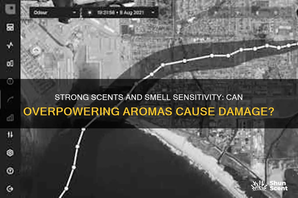 can smelling a very strong scent damage are smelling senses