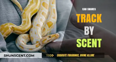Can Snakes Track by Scent? Unraveling the Mystery of Serpent Olfaction