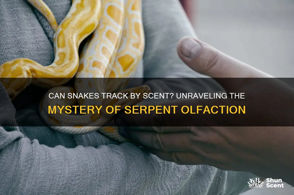 can snakes track by scent