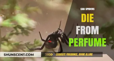 Spiders and Perfume: A Deadly Combination?