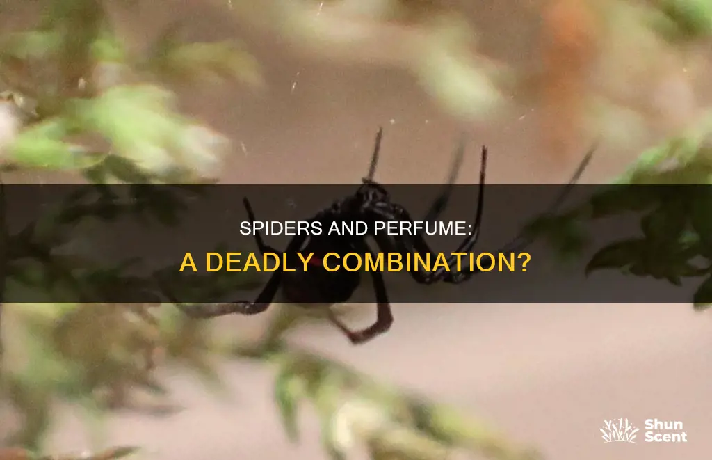 can spiders die from perfume