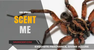 Can Spiders Detect My Scent? Unraveling Arachnid Olfactory Abilities