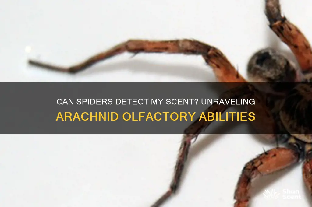 can spiders scent me