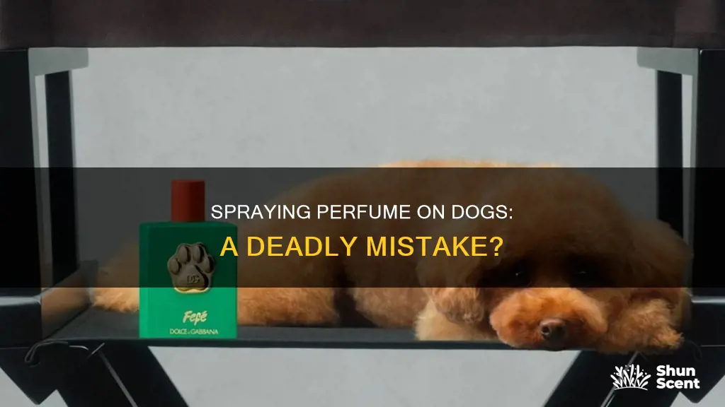 can spraying your dog with perfume kill it