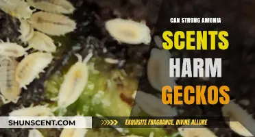 Can Strong Ammonia Scents Harm Geckos? A Safety Guide