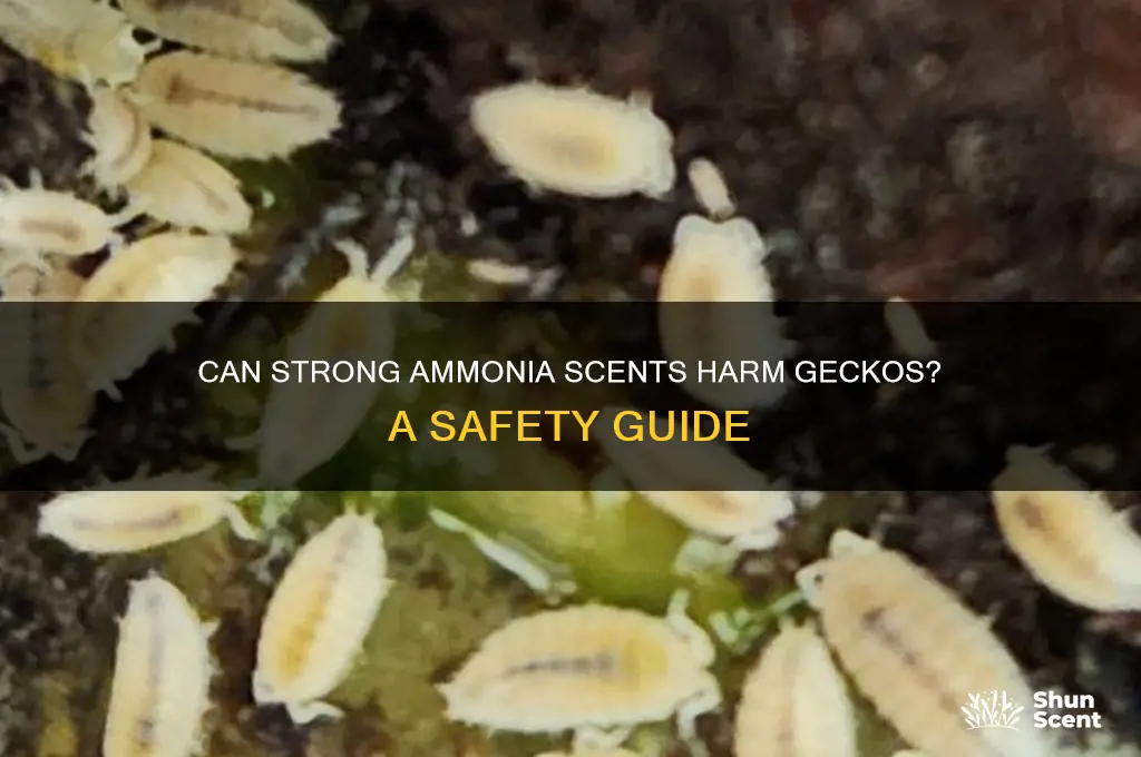 can strong amonia scents harm geckos