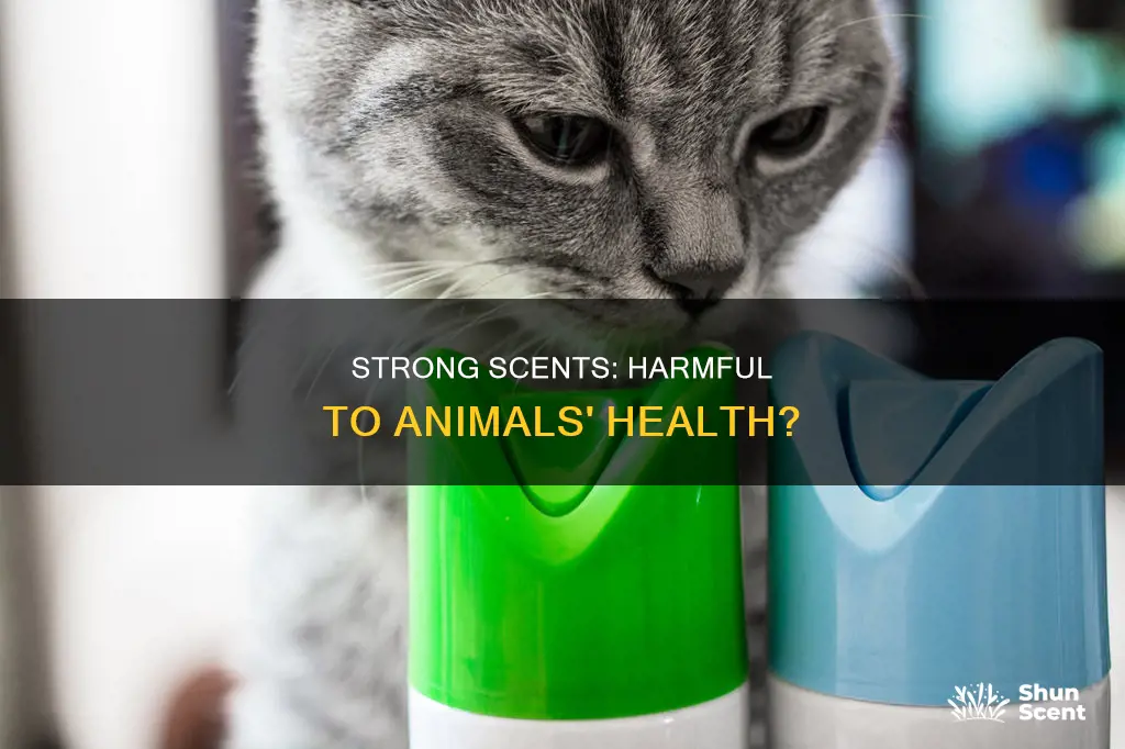 can strong fragrances cause vomiting in animals