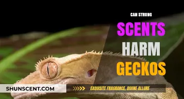 Strong Scents and Geckos: Potential Harms and Safe Practices