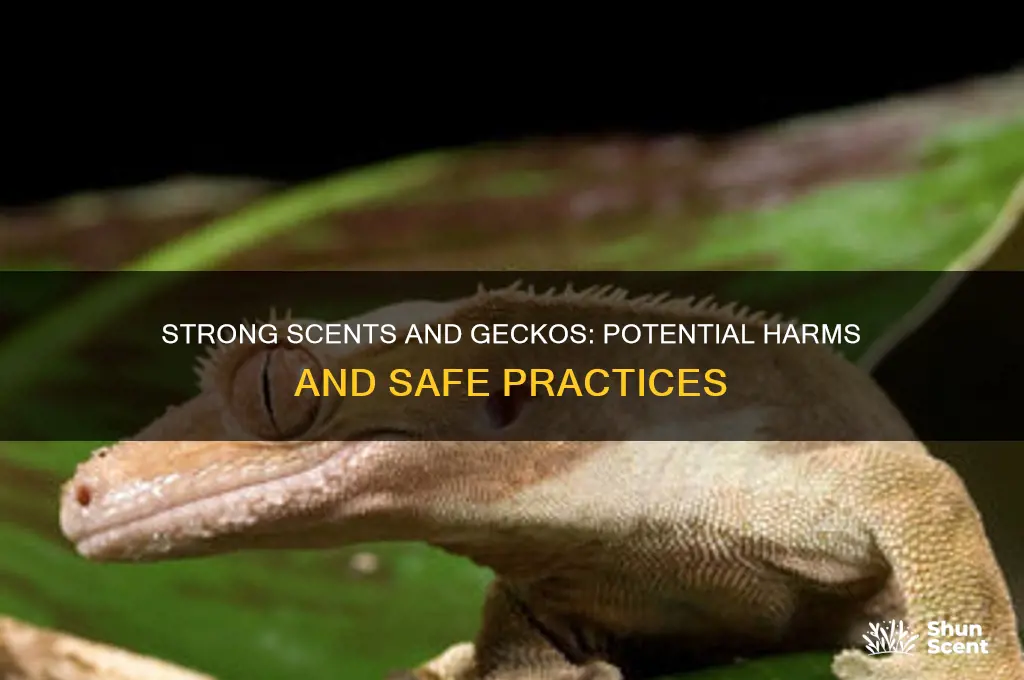 can strong scents harm geckos