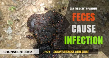 Can Animal Feces Odor Lead to Infections? Uncovering the Risks