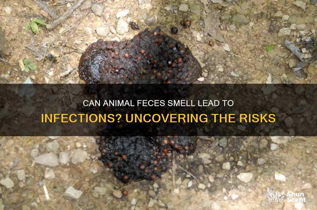 can the scent of animal fices cause infection