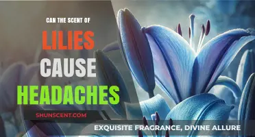Can Lily Fragrance Trigger Headaches? Exploring the Scent-Pain Connection