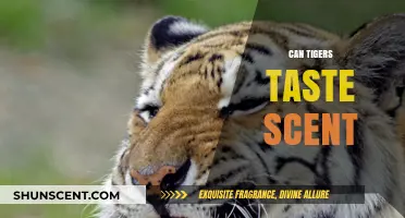Do Tigers Taste Scents? Unraveling Feline Olfactory Mysteries