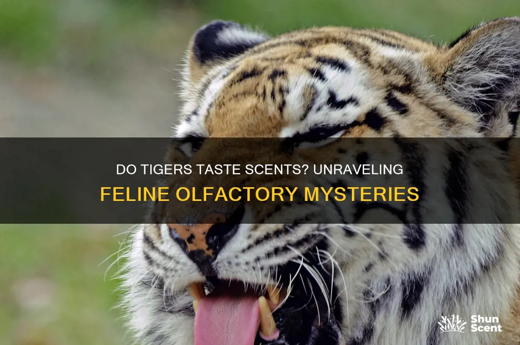 can tigers taste scent