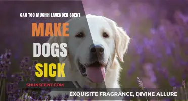 Lavender Overload: Can Excessive Scent Harm Your Dog's Health?