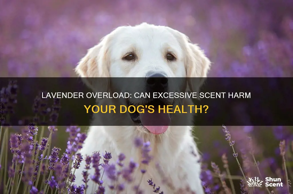 can too muchh lavender scent make dogs sick