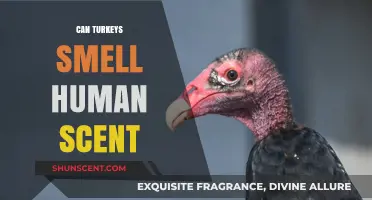 Can Turkeys Detect Human Scent? Uncovering the Truth Behind the Myth