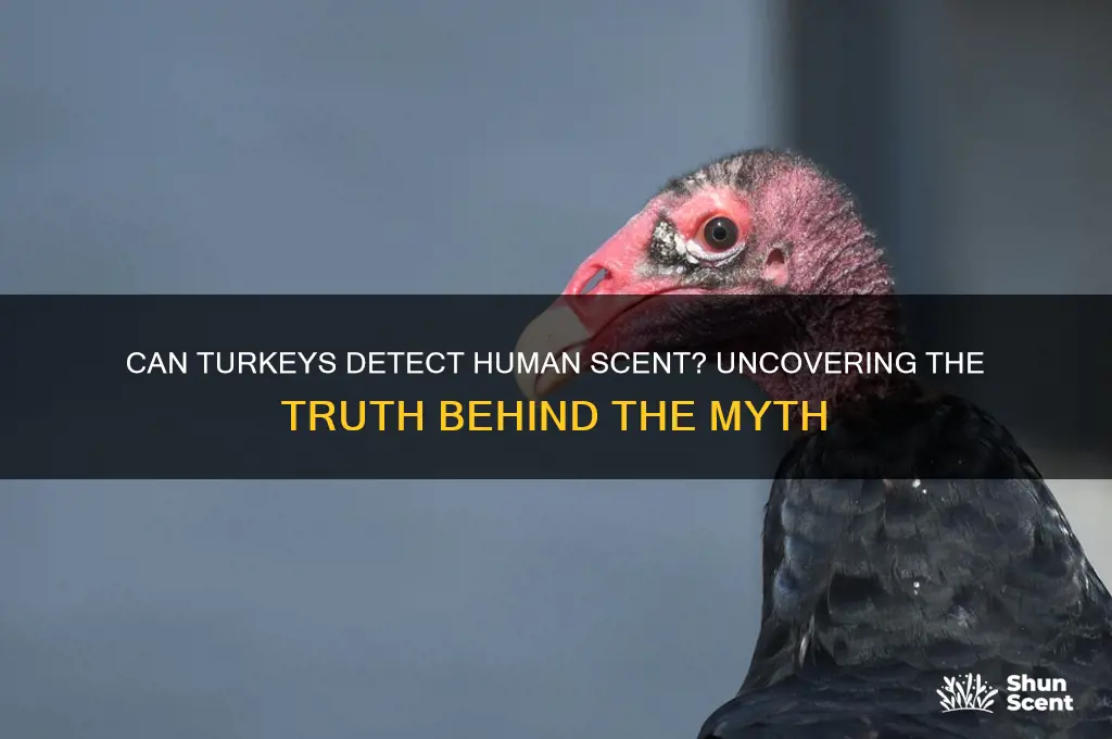 can turkeys smell human scent