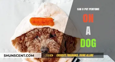 Should You Spray Perfume on Your Dog?