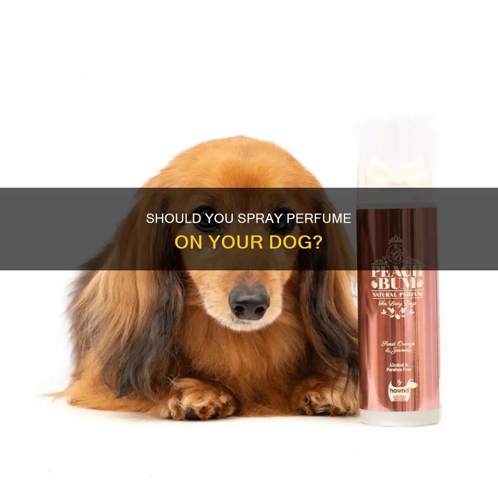 can u put perfume on a dog