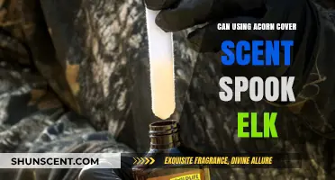 Does Acorn Cover Scent Alarm Elk During Hunting Season?