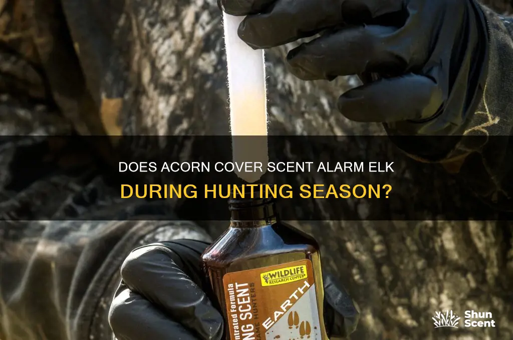 can using acorn cover scent spook elk