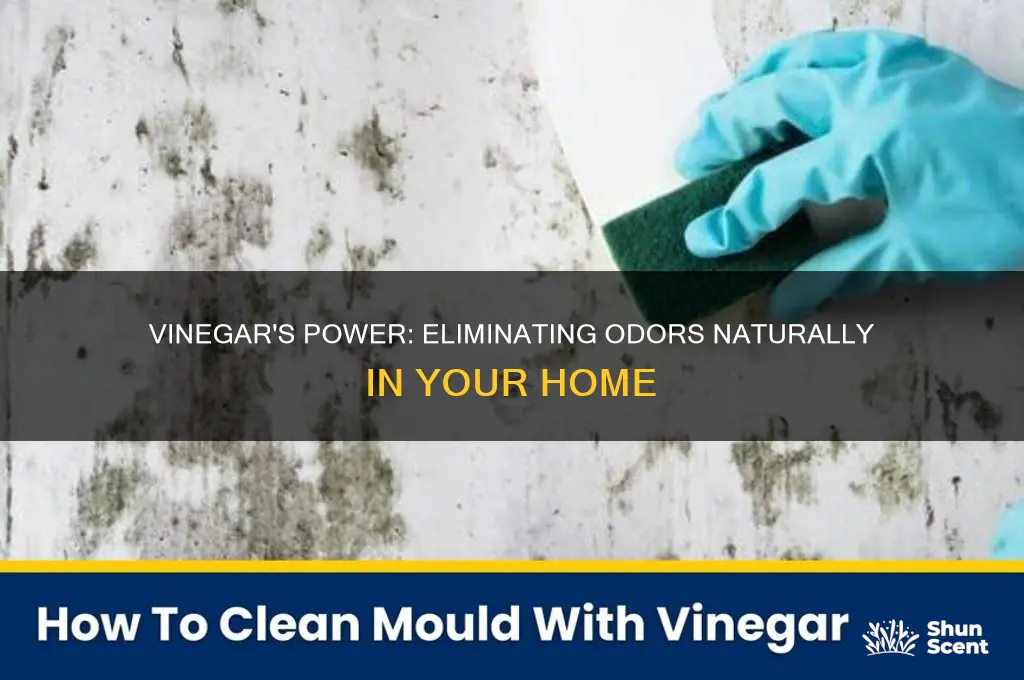 can vinegar remove scents