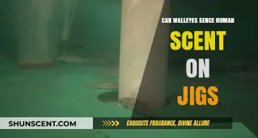 Can Walleyes Detect Human Scent on Jigs? Uncovering the Truth