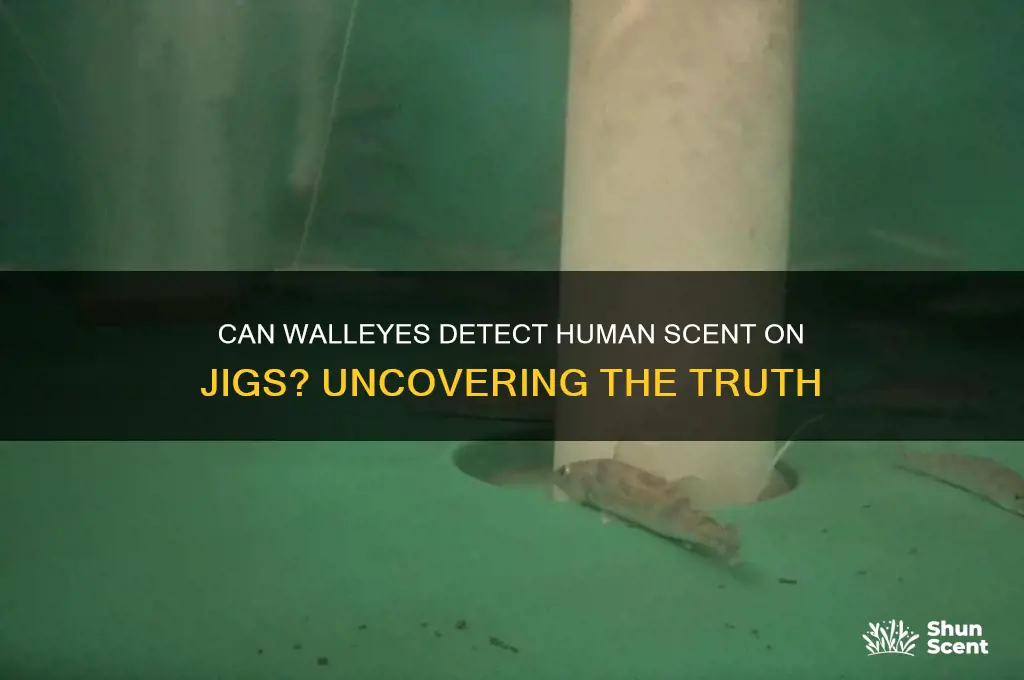 can walleyes sence human scent on jigs