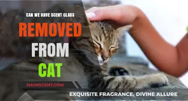 Can Cats Undergo Scent Gland Removal? Exploring Feline Health Options