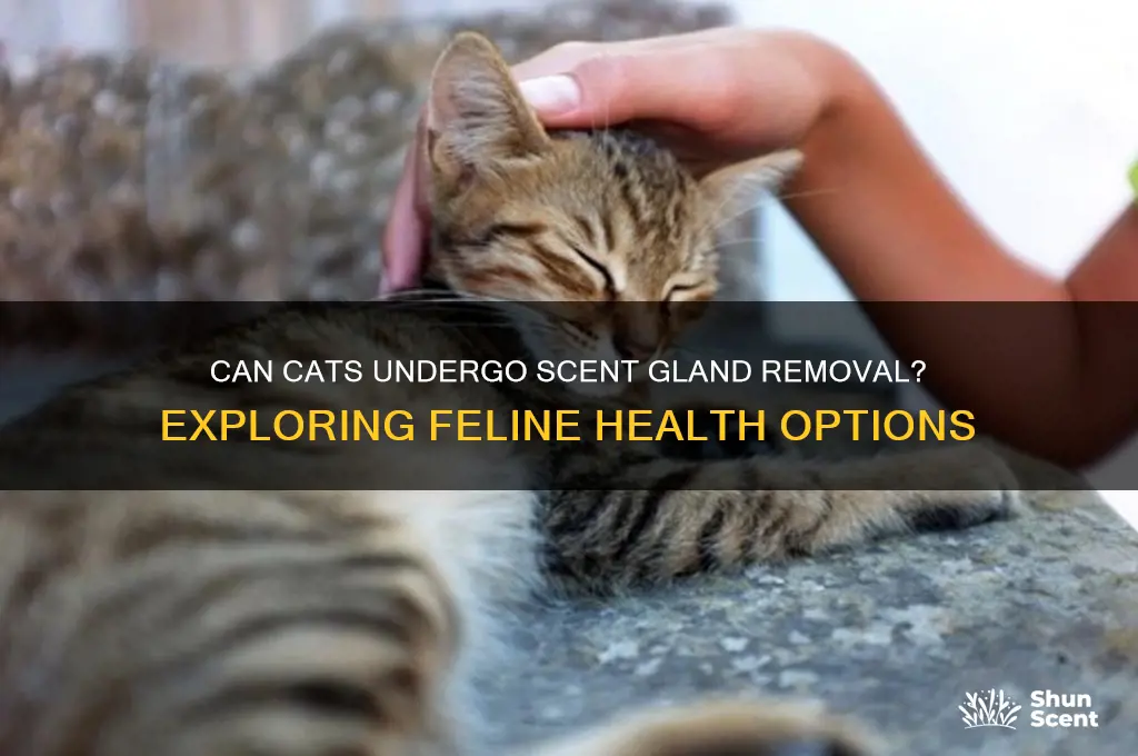 can we have scent glads removed from cat