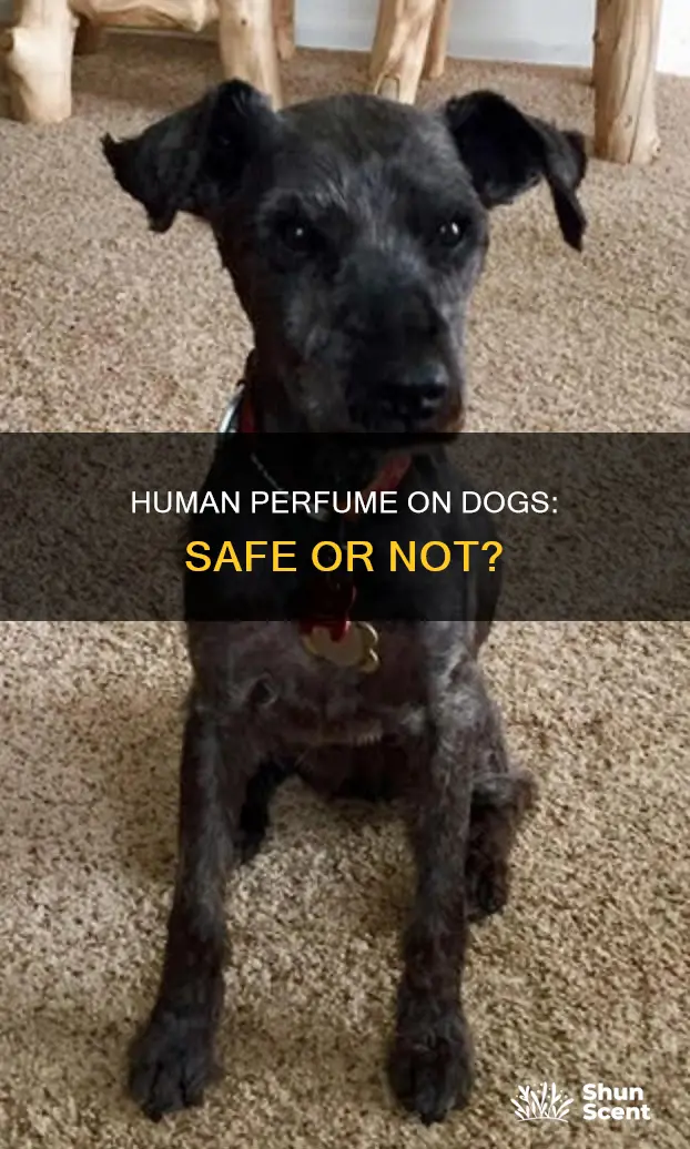 can we use human perfume on dogs