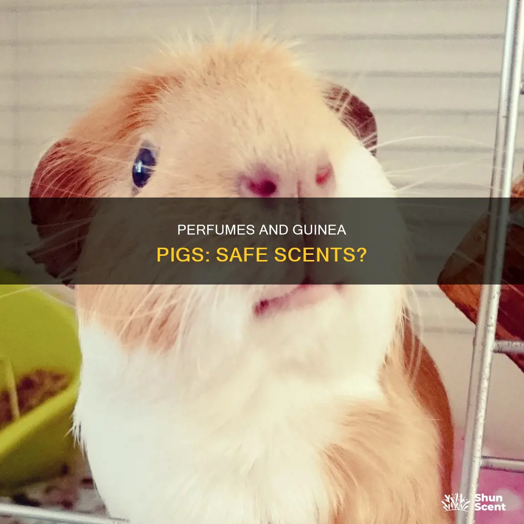 can y9ou use perfumes in room with guinea pig
