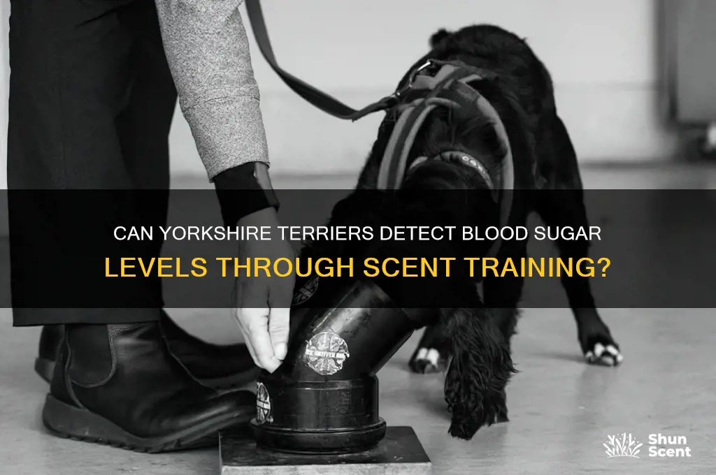 can yorkshires scent train blood sugar levels